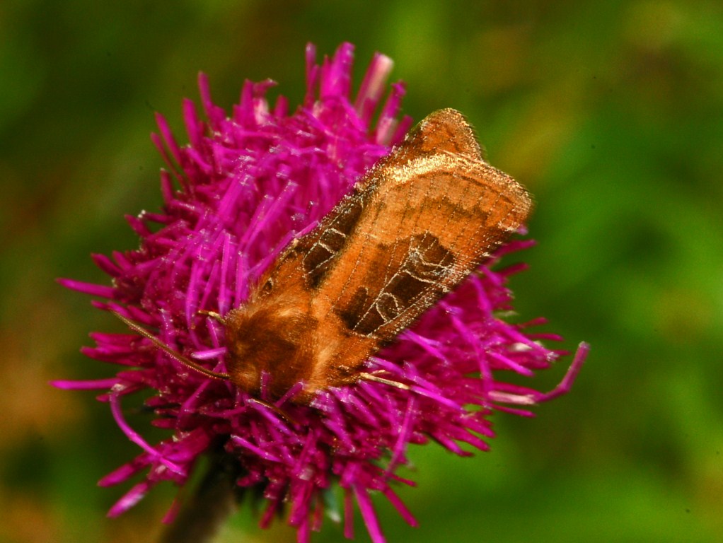 Nottuide da determinare - Chersotis cuprea